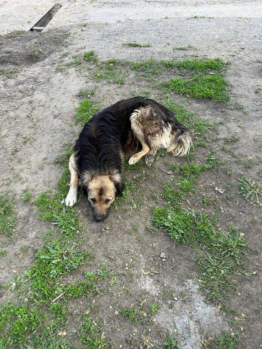 Замечательный пес для вашего дома