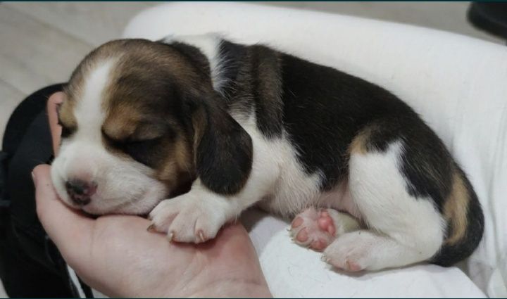 Очаровательные щенки бигля