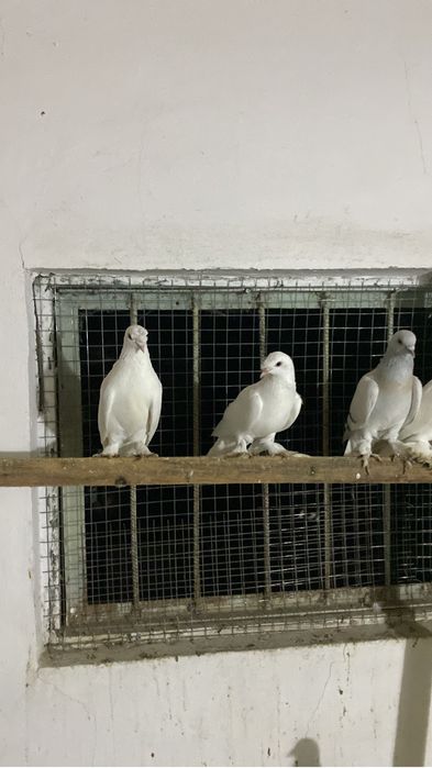 Голубь носочуб такла самка самец