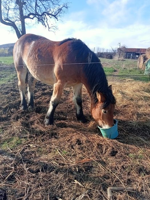 Vând mănz de un an si 6 luni