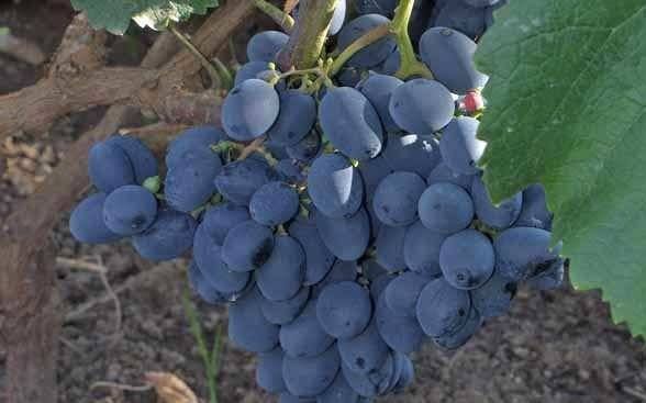 Vita De Vie DE Masa Soiuri Roze