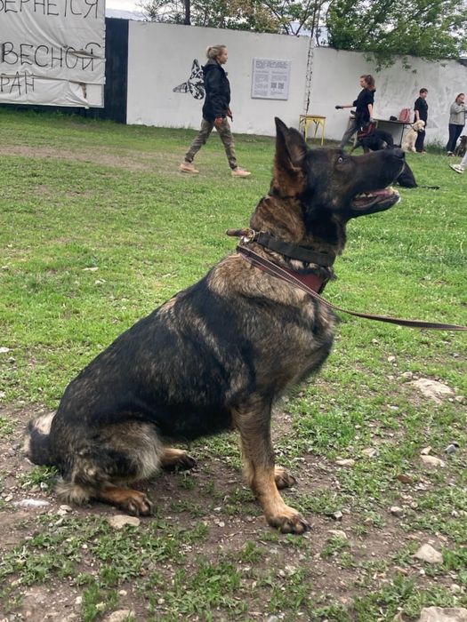 Немецкая овчарка