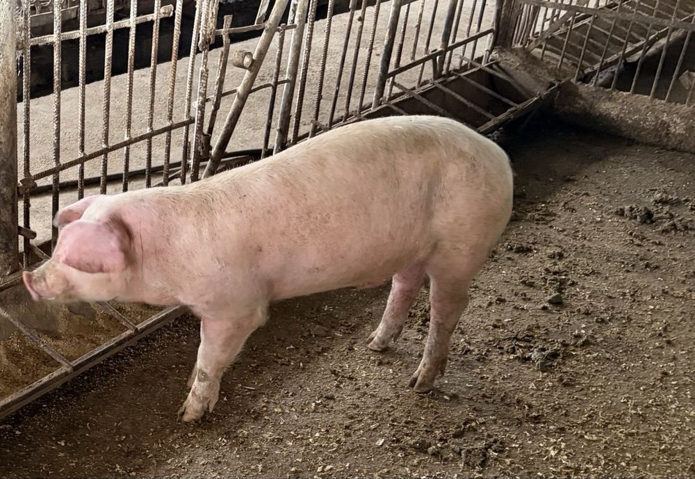 Продаются породистые кабаны