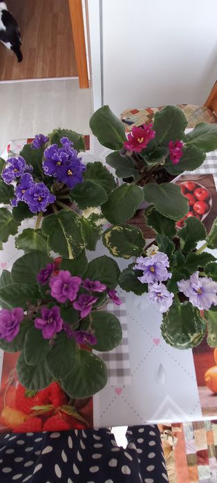 Продам комнатные цветы.
