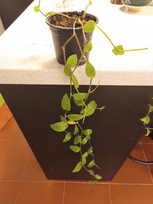 Пълзящи стайни цветя