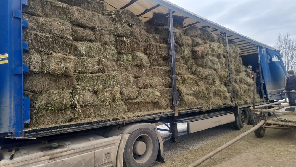 Baloti fan sau lucerna Rotunzi 40.Drept.500;Pomi Aluni Nuc.Castan.Afin