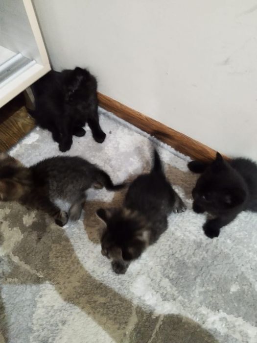 yaxshi qolaga beramiza shundo