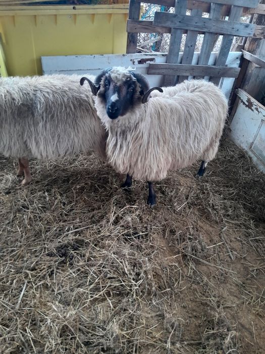 Vand berbec mior breaz