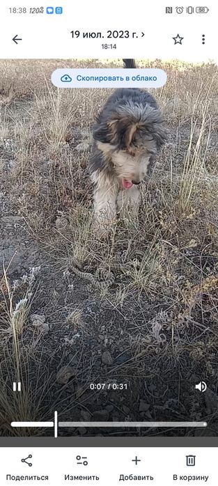В Хорошие руки Яктерьера