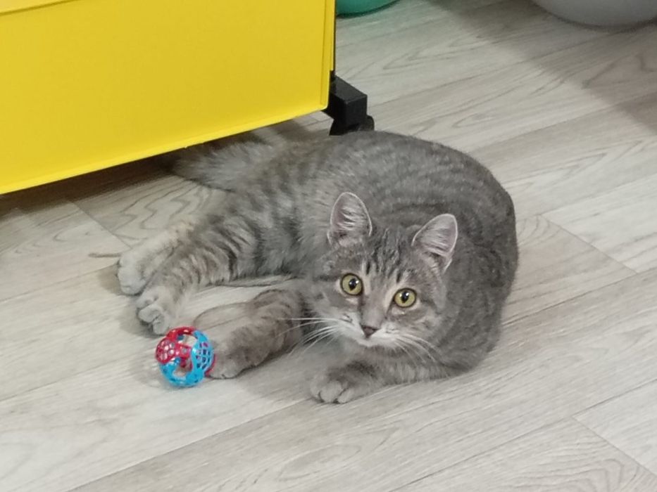 Отдам котёнка в добрые руки