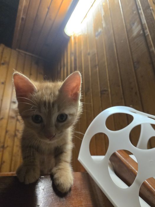 Оранжеви котенца