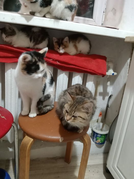 Отдам кошек в добрые руки