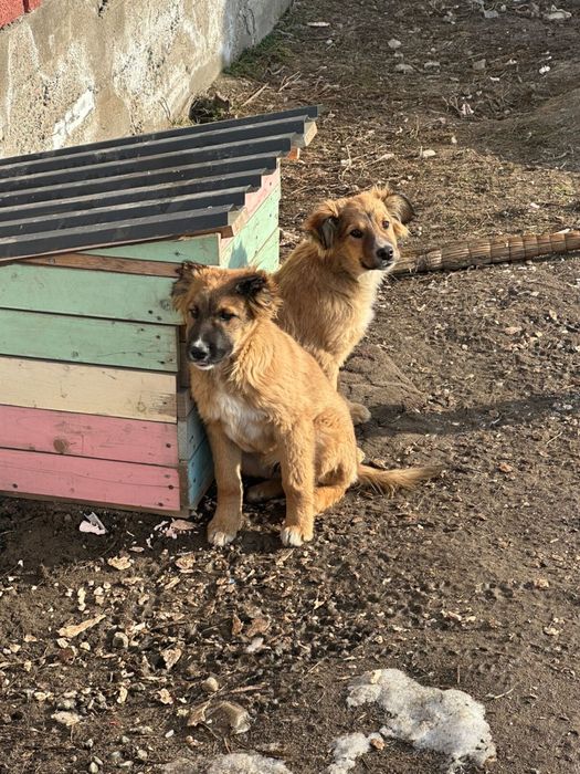 Отдам собак . .