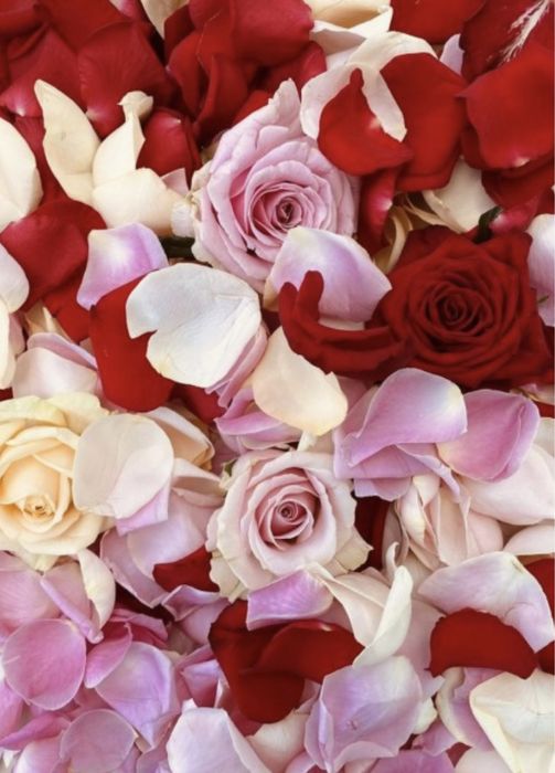 Лепестки роз к празднику