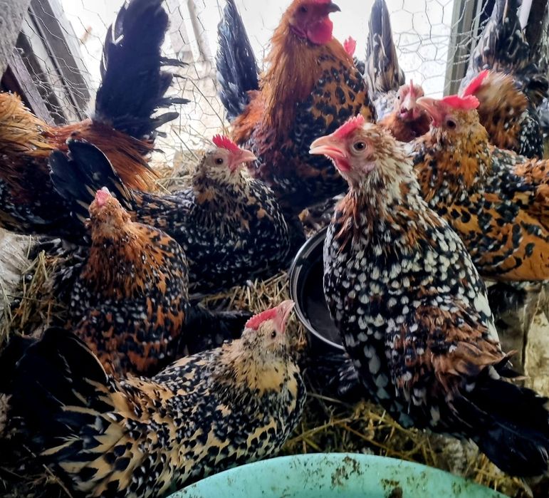 Ouă de găini rasa mii de flori