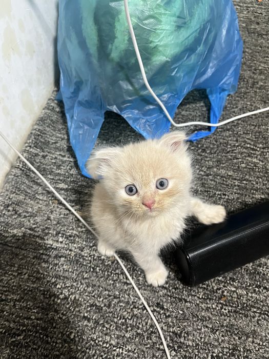 Срочно продаются котята