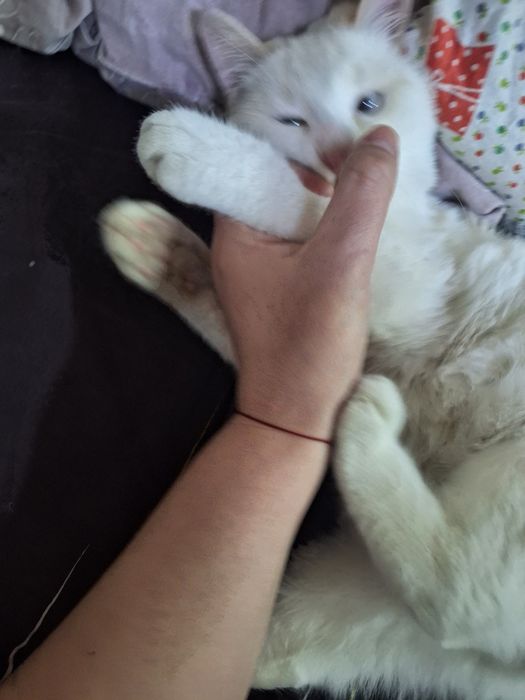 Мальчик сиамский