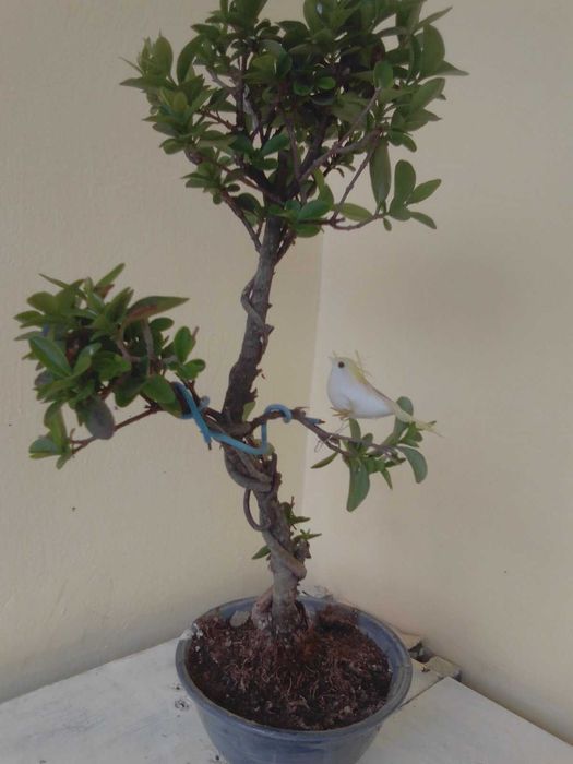 Продавам истински живи бонсаи