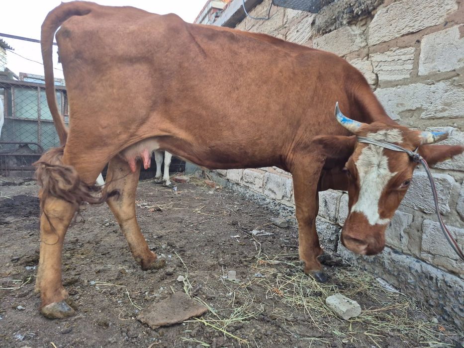 Продам коров 4 головы