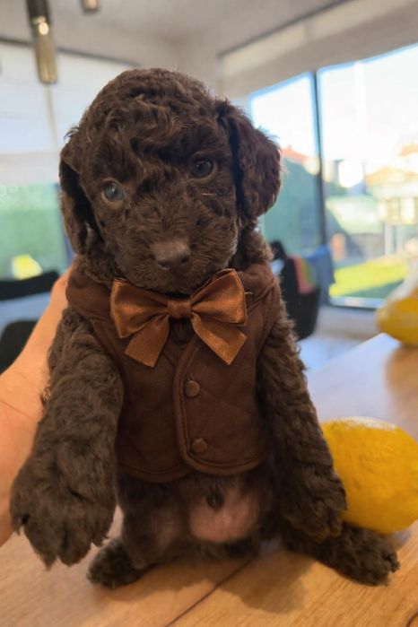 Poodle mini/Пудел мини