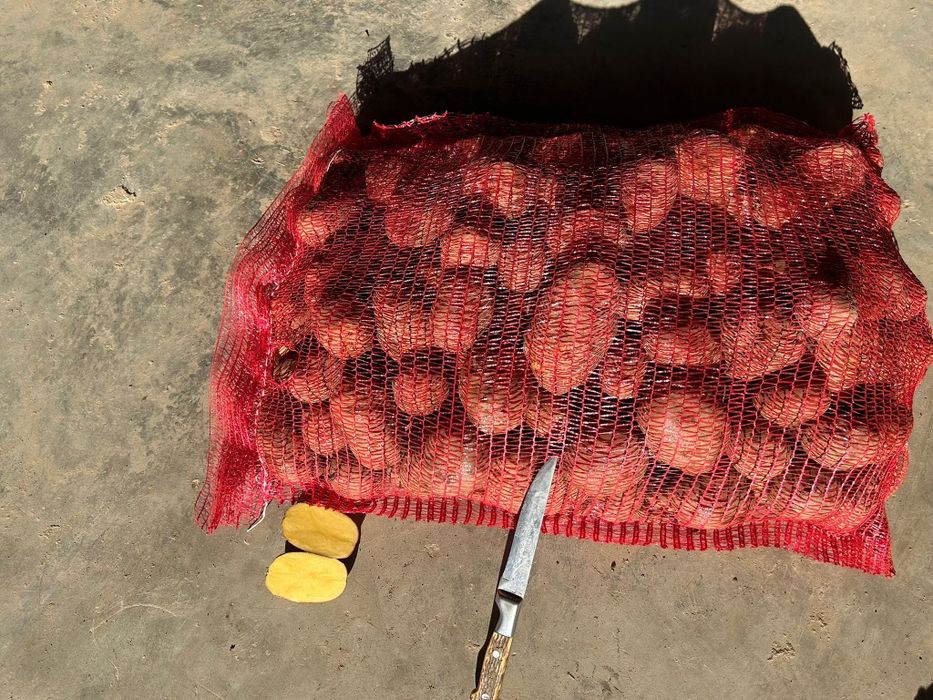 Cartof Rosu Bellarosa