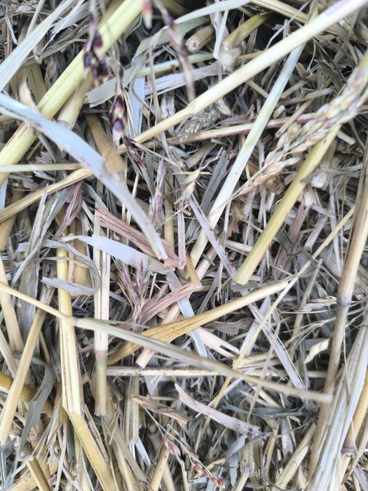 Сено Суданка(Сорго)