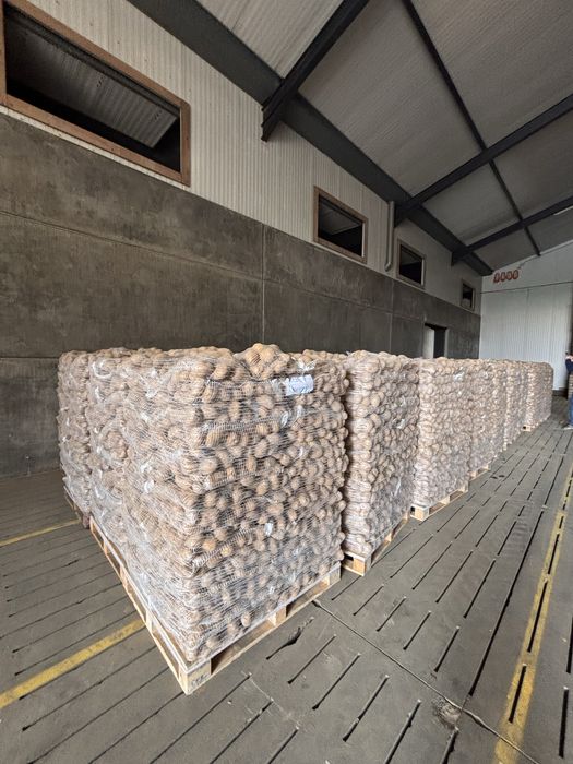 Cartofi Premim import Franta | Belgia | Olanda si Germania