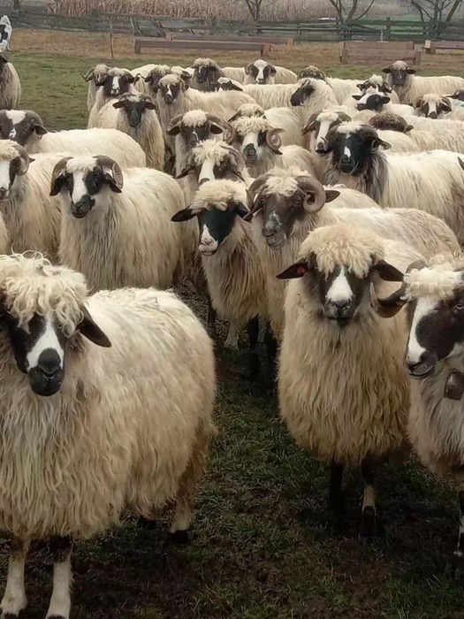 Oi breze de vânzare