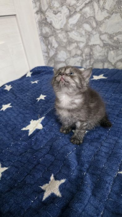 Продам шотландских котят