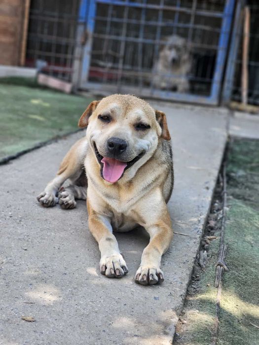 Ейнджъл - кучето, което търси дом