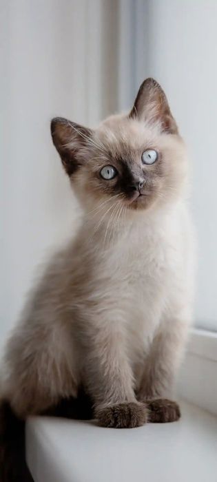 Мушукчалар. Котята мимишки