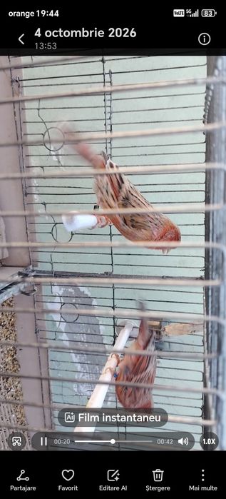 Canari de vînzare agat pe rosu