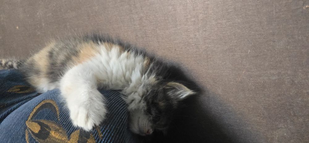 Бесплатно. Котёнок