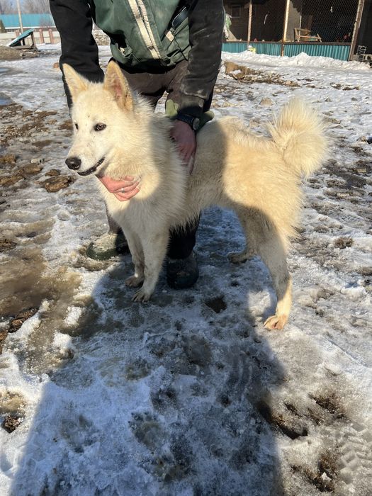 Собаки лайки,кобель и сука