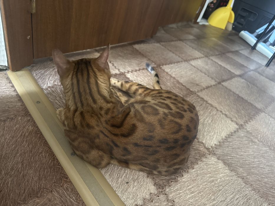 Бенгалки девочьки только вместе, читайте внимательно описание