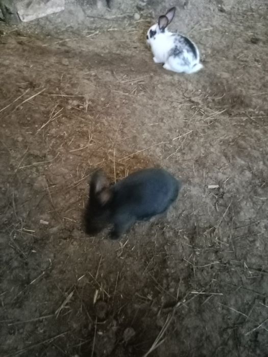 Продам кролчат .