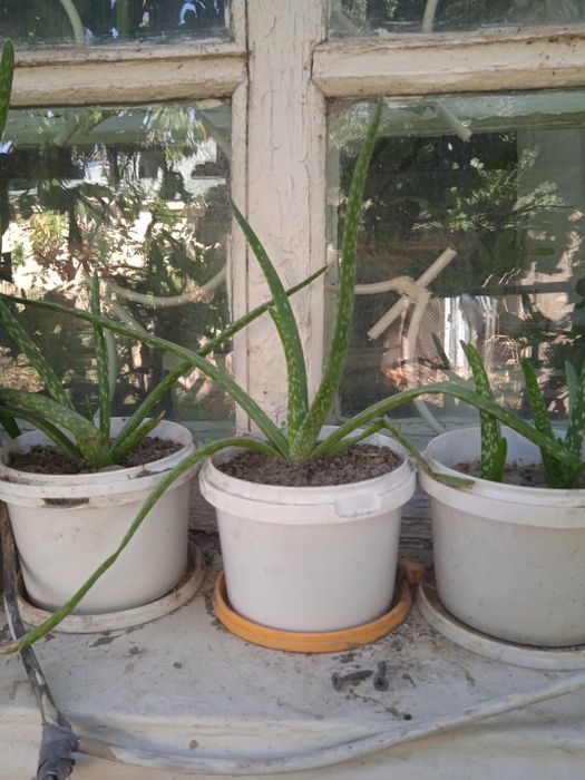 Алоэ Вера лечебный