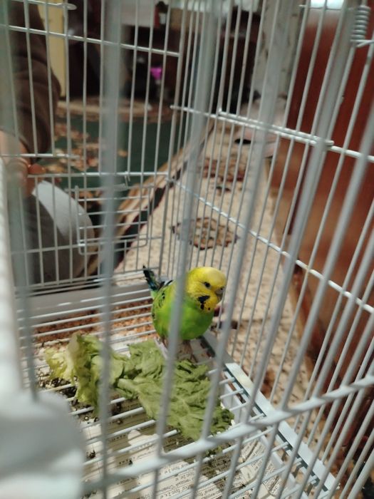 Попугай волнистый