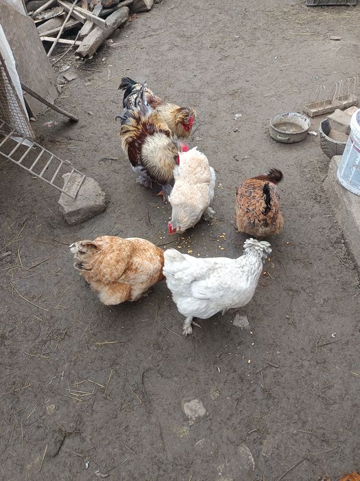 Oua din gainile din poze brahma ,motate ,paduana strumsky batan