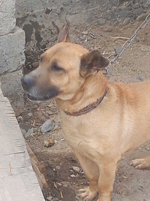 Продам собаку питбуль