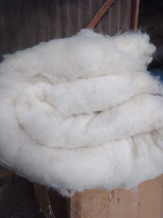 Қойдың жүні әппақ үлпілдек