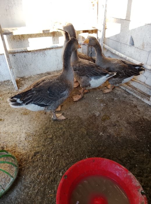 Gâște de vânzare