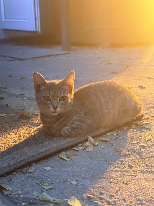 Отдам Котенка мальчик Алматы 1