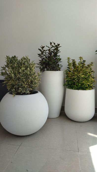 Гулдон Вазон Тувак