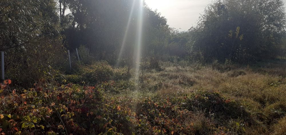 Teren de vanzare 3200 mp in Oarda de Jos str Pepinierei