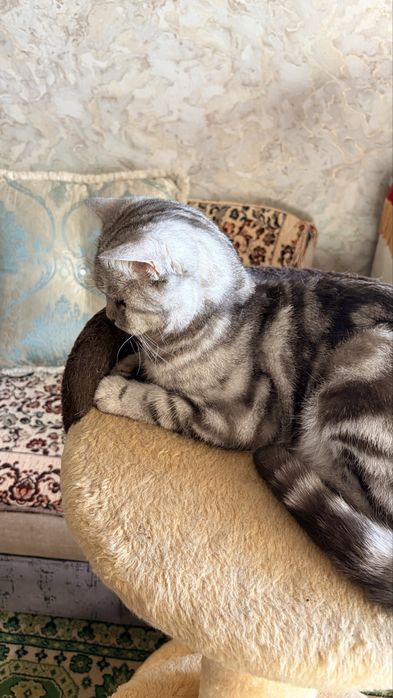Отдам кота в добрые руки