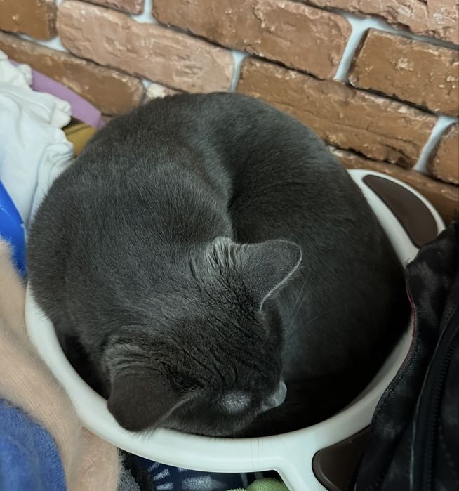Кошка, русская голубая, девочка, 4года