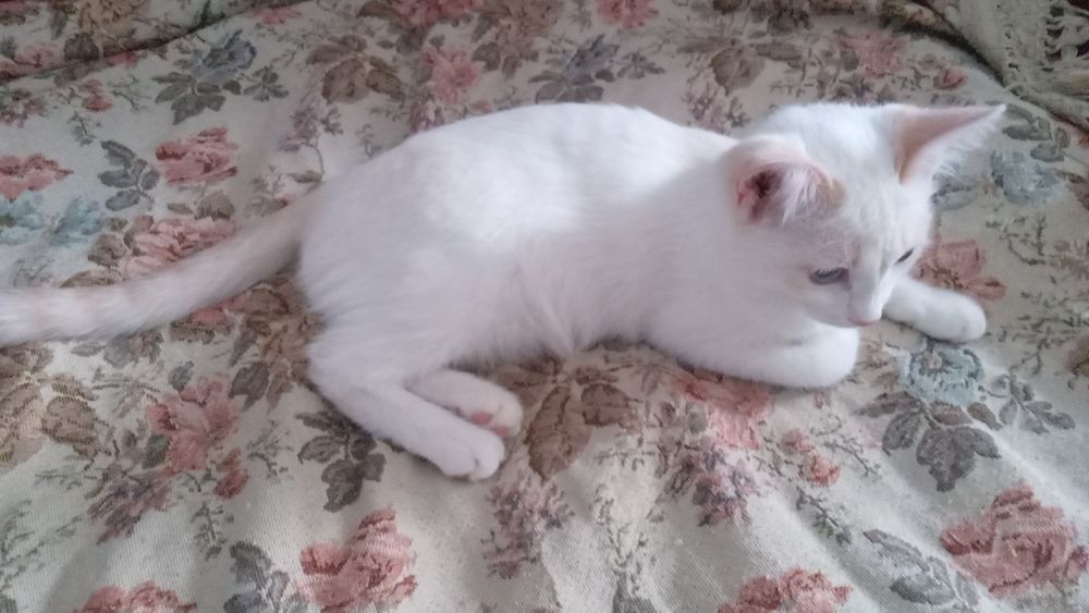 Кошечка два месяца