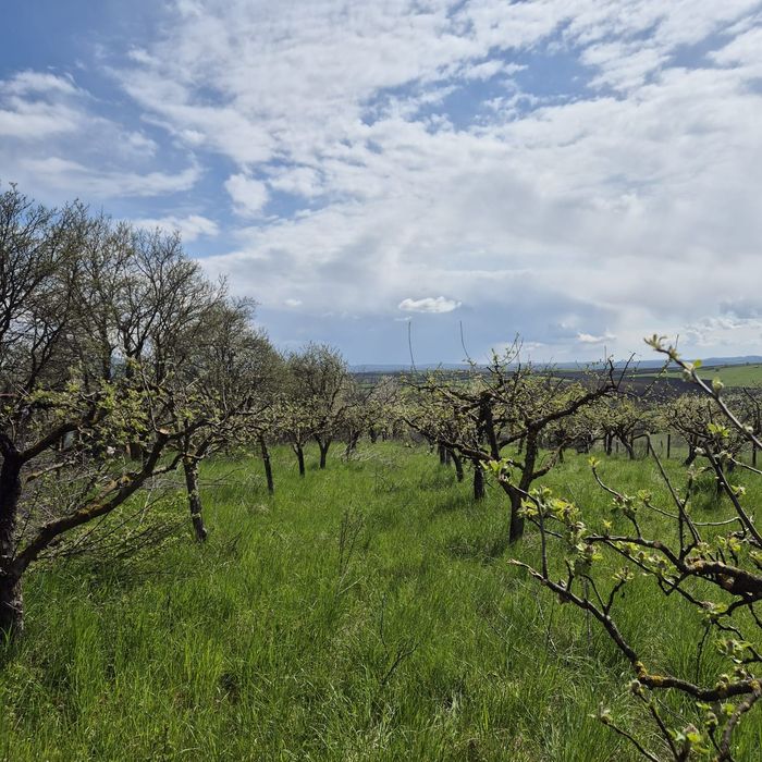 Vand teren constructii+livada in Filioara jud NT 13Eur/mp