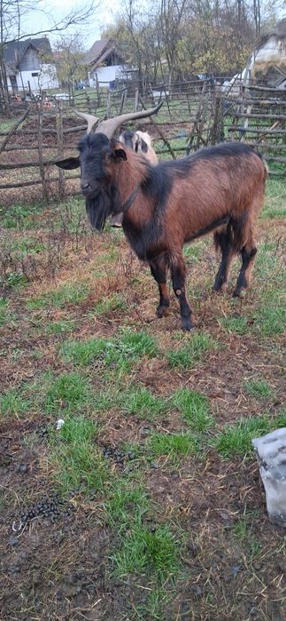 De vanzare capre 10 capre și un țap  sau schimb cu oi